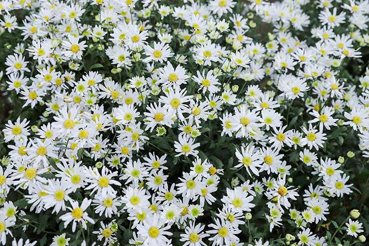 Mùa hoa cúc họa mi những ngày cuối thu Mùa hoa cúc họa mi những ngày cuối thu