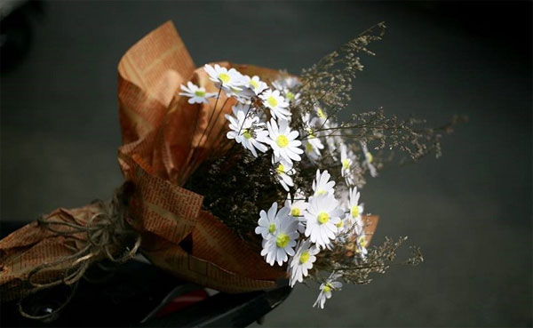 Bài thơ về cúc họa mi Bài thơ về cúc họa mi