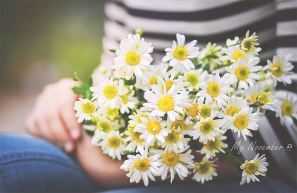 Thơ về hoa cúc họa mi Thơ về hoa cúc họa mi