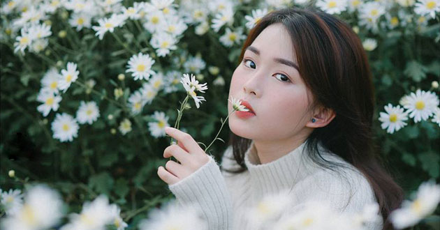 Thơ về cúc họa mi Thơ về cúc họa mi