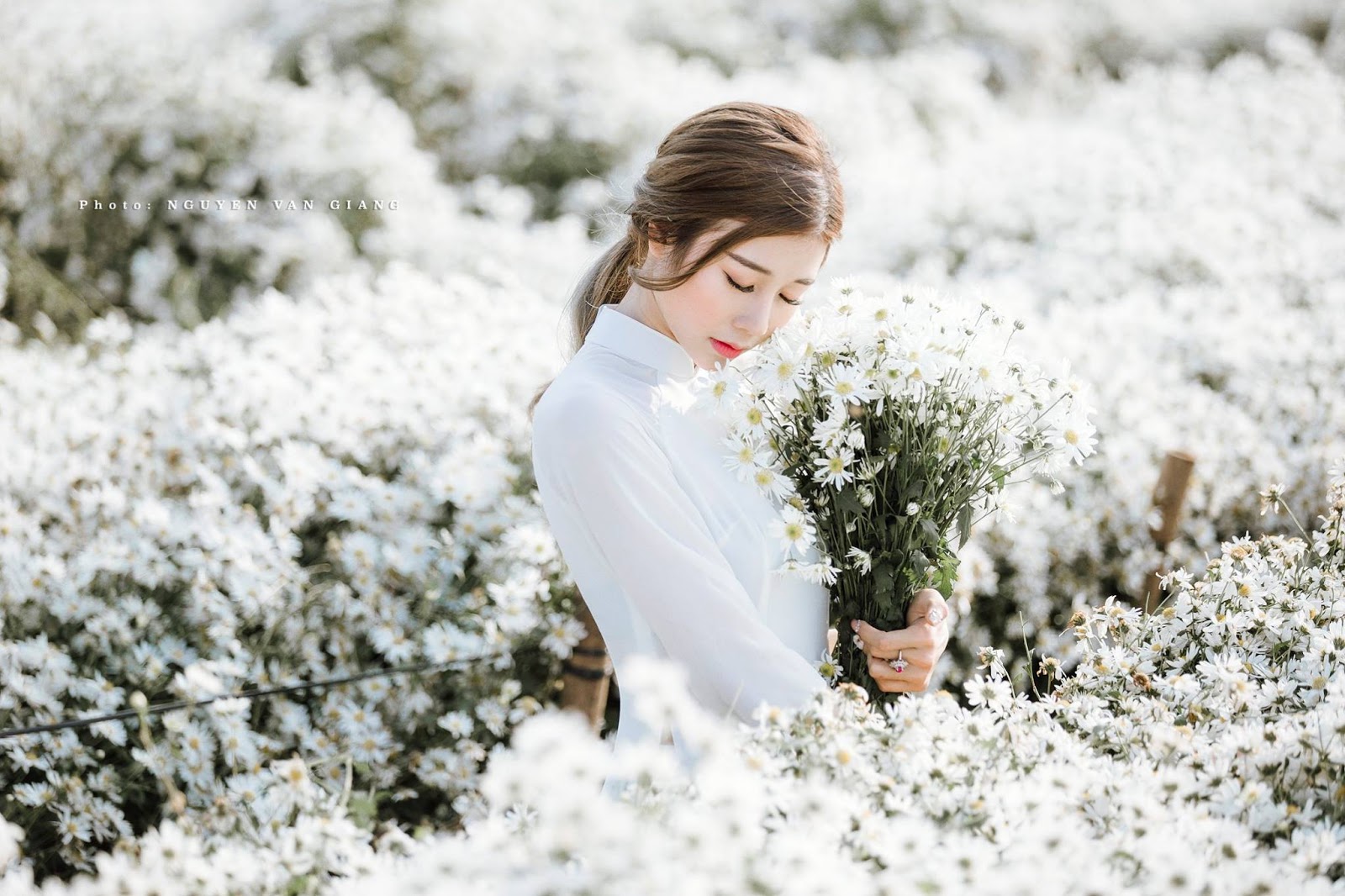 Phim trường Thảo nguyên hoa thích hợp cho các cặp đôi chụp cúc họa mi Phim trường Thảo nguyên hoa thích hợp cho các cặp đôi chụp cúc họa mi