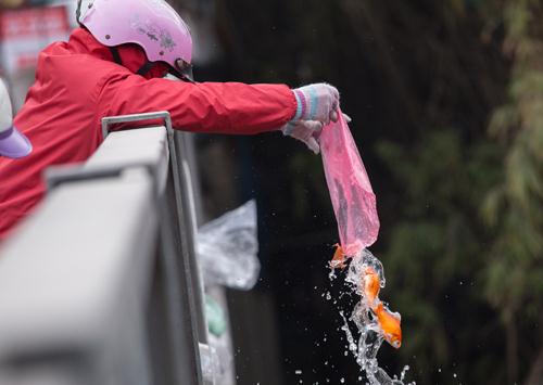 Không nên thả cá chép từ trên cao xuống Không nên thả cá chép từ trên cao xuống