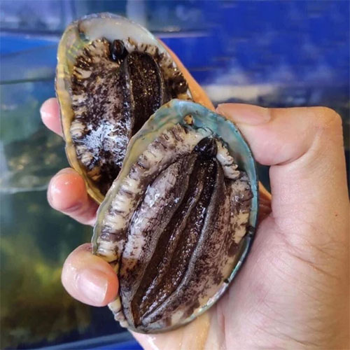 Bào ngư là con gì