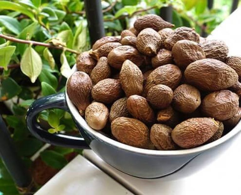 Tác dụng của hạt đười ươi