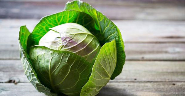 Cải bắp