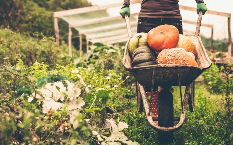 Thực phẩm hữu cơ organic và thực phẩm sạch có phải là một? Thực phẩm hữu cơ organic và thực phẩm sạch có phải là một?
