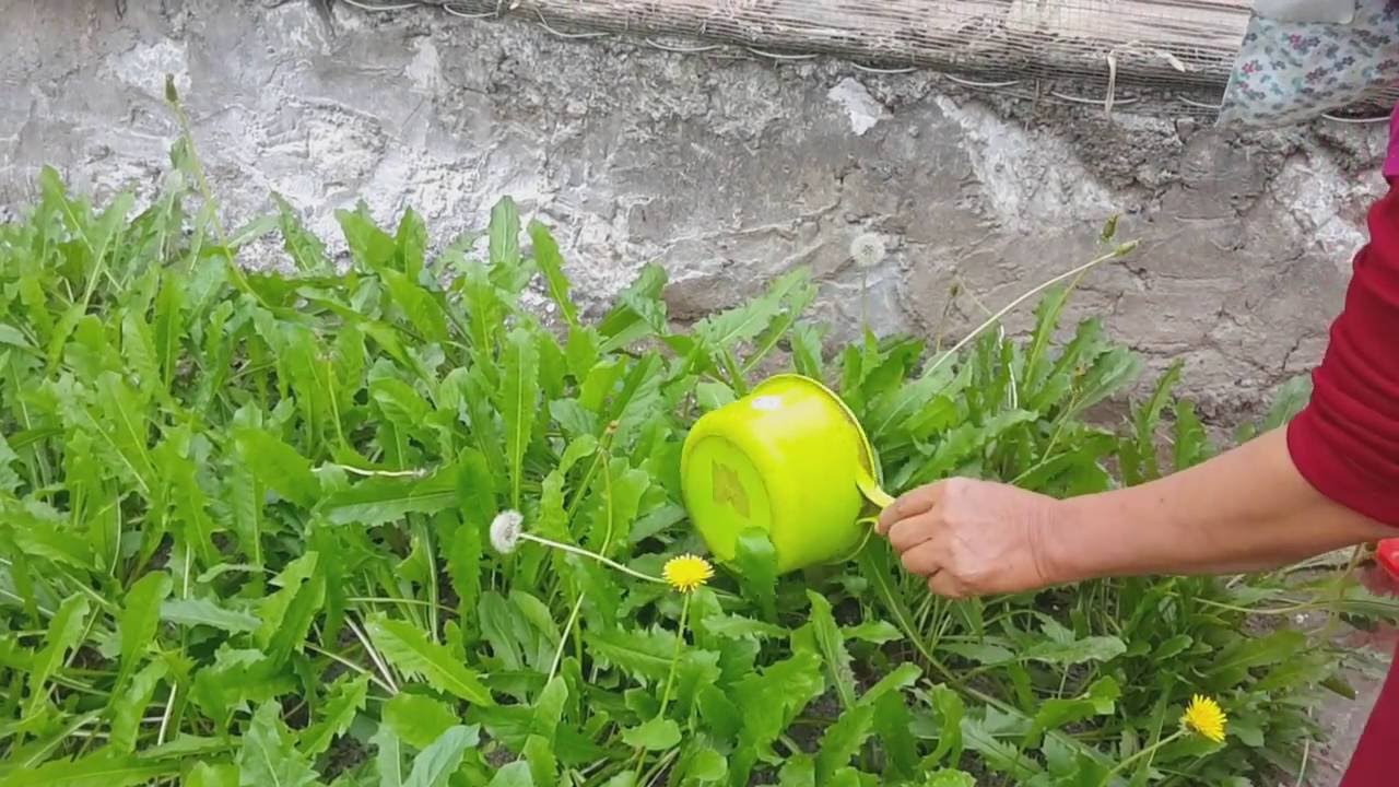 Trồng bồ công anh làm dược liệu Trồng bồ công anh làm dược liệu