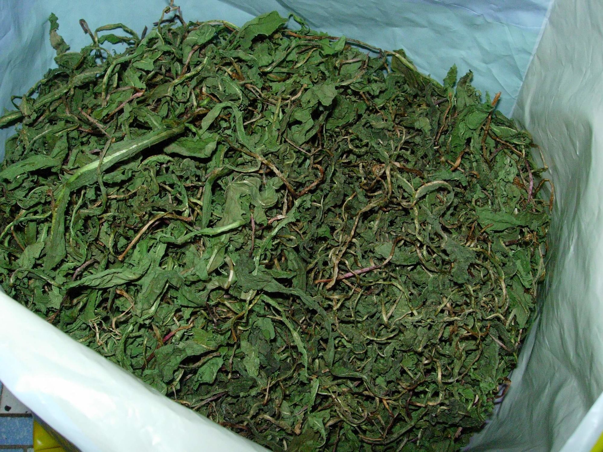 Cây bồ công anh Trung Quốc có tác dụng gi? Cây bồ công anh Trung Quốc có tác dụng gi?