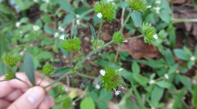 Bồ công anh chỉ thiên Bồ công anh chỉ thiên