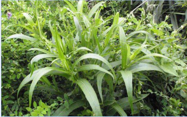 Bồ công anh Việt Nam (bồ công anh cao) Bồ công anh Việt Nam (bồ công anh cao)