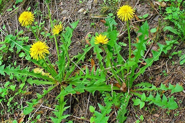 Bồ công anh Trung Quốc (bô công anh lùn) Bồ công anh Trung Quốc (bô công anh lùn)