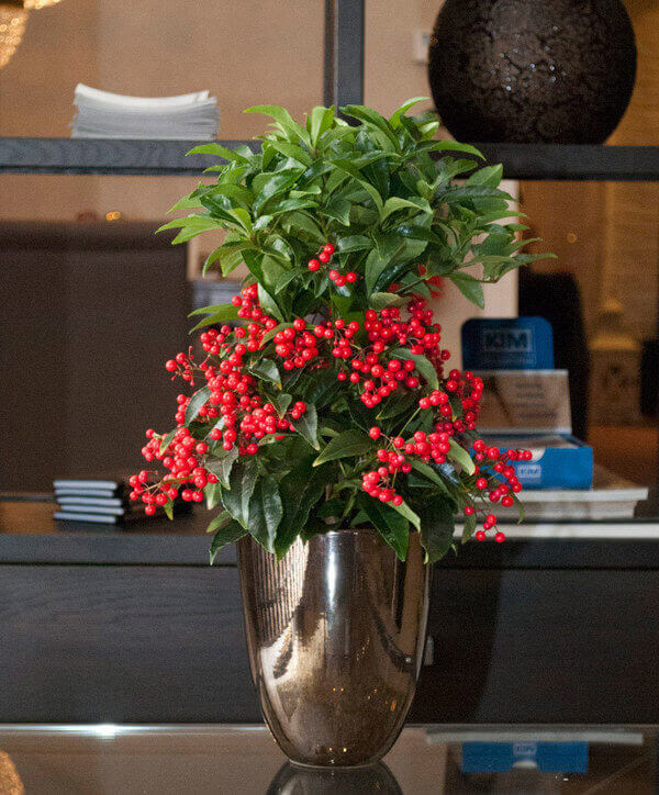 Cây kim ngân lượng Cây kim ngân lượng