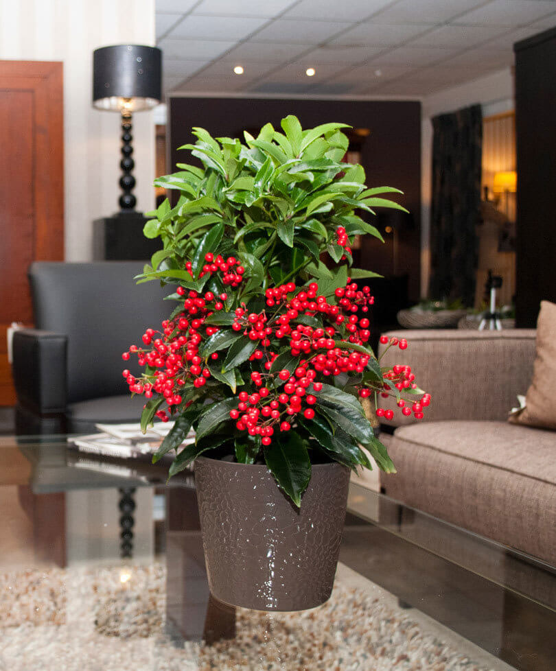 Cây kim ngân lượng hợp mệnh Hỏa và mệnh Thổ Cây kim ngân lượng hợp mệnh Hỏa và mệnh Thổ