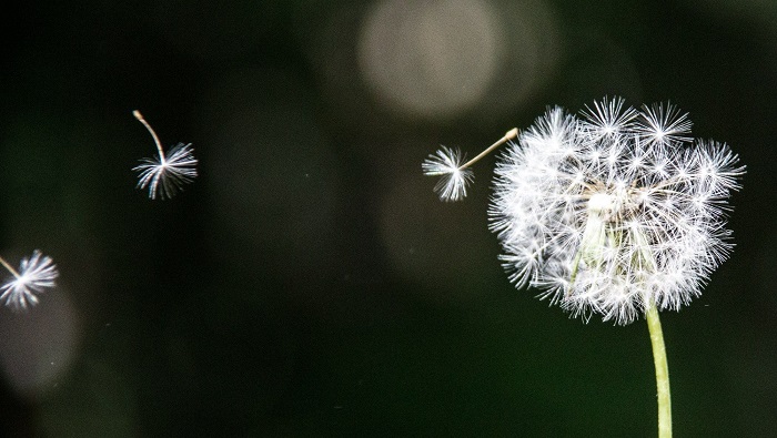 Ảnh hoa bồ công anh bay trong gió đẹp nhất Ảnh hoa bồ công anh bay trong gió đẹp nhất