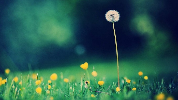 Ảnh hoa bồ công anh đẹp nhất Ảnh hoa bồ công anh đẹp nhất