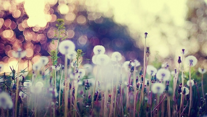 Ảnh vườn hoa bồ công anh đẹp nhất Ảnh vườn hoa bồ công anh đẹp nhất