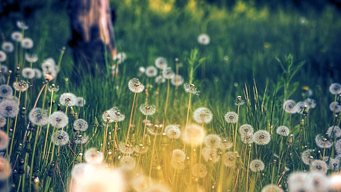 Hình ảnh vườn hoa bồ công anh đẹp nhất Hình ảnh vườn hoa bồ công anh đẹp nhất