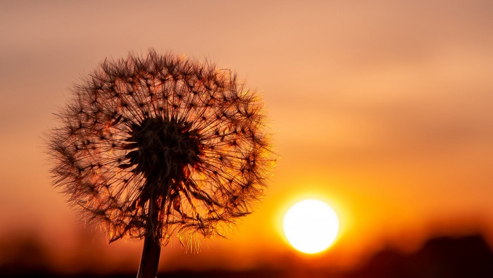 Hình ảnh hoa bồ công anh buồn Hình ảnh hoa bồ công anh buồn