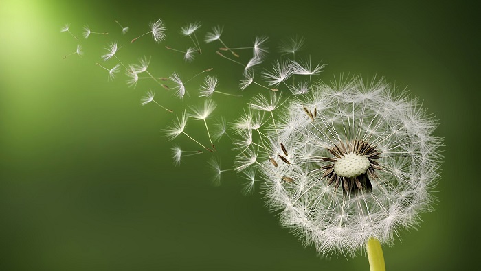 Hình ảnh hoa bồ công anh bay trong gió Hình ảnh hoa bồ công anh bay trong gió