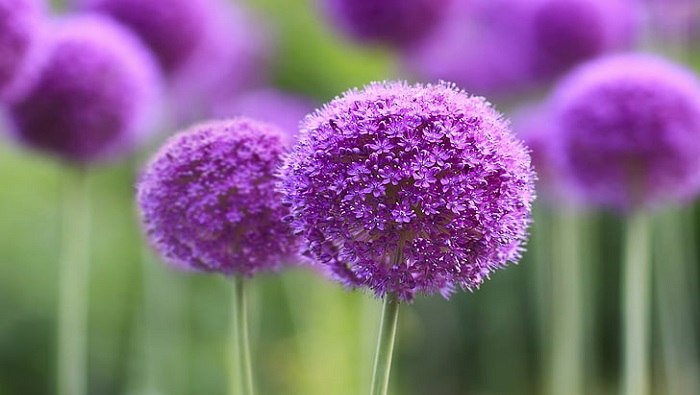 Hình ảnh hoa bồ công anh tím đẹp Hình ảnh hoa bồ công anh tím đẹp