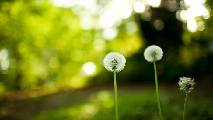 Hình ảnh hoa bồ công anh đẹp nhất Hình ảnh hoa bồ công anh đẹp nhất