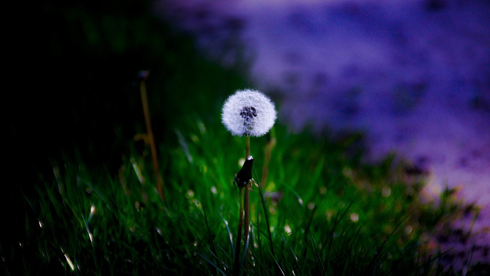 Hình ảnh hoa bồ công anh đẹp nhất Hình ảnh hoa bồ công anh đẹp nhất