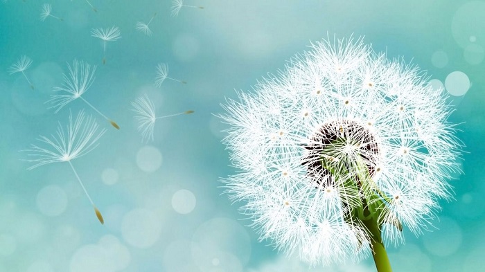 Ý nghĩa hoa bồ công anh là gì trong tình yêu và cuộc sống? Ý nghĩa hoa bồ công anh là gì trong tình yêu và cuộc sống?