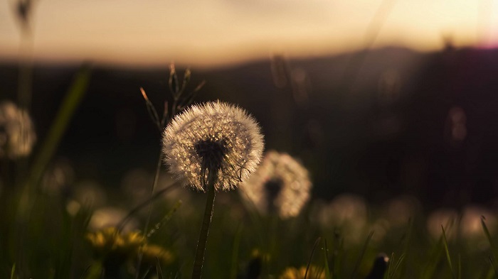 Những câu nói hay và ý nghĩa về loài hoa bồ công anh trong tiếng Anh Những câu nói hay và ý nghĩa về loài hoa bồ công anh trong tiếng Anh