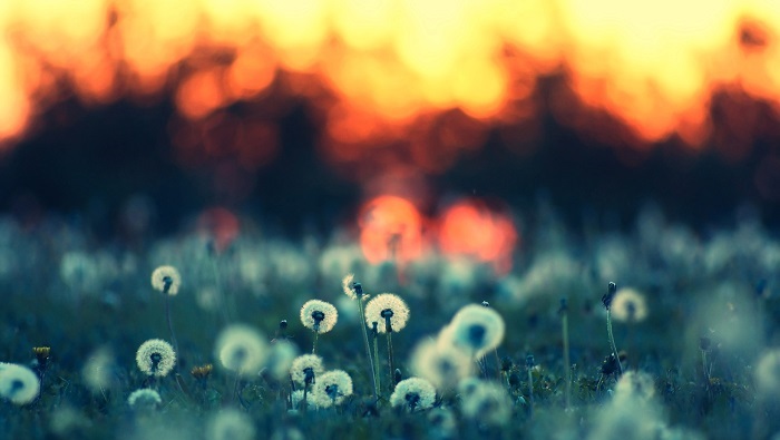 Ảnh hoa bồ công anh đẹp nhất Ảnh hoa bồ công anh đẹp nhất