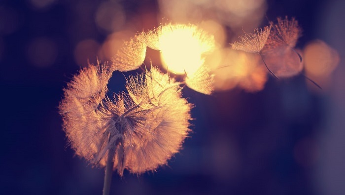 Hình hoa bồ công anh đẹp nhất Hình hoa bồ công anh đẹp nhất