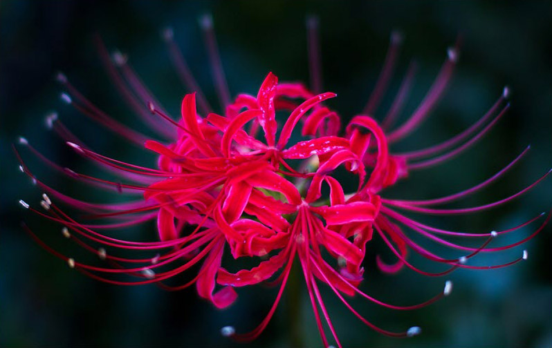 Ảnh hoa bỉ ngạn buồn 1