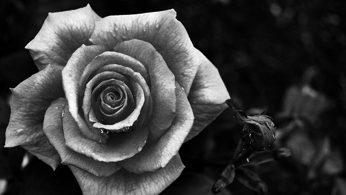 Avatar hình ảnh buồn, ảnh đen buồn cho những người mất người thân