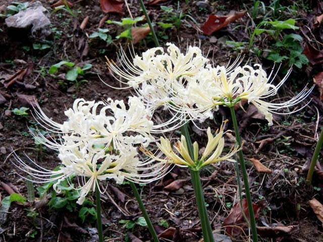 Ảnh hoa bỉ ngạn buồn 11