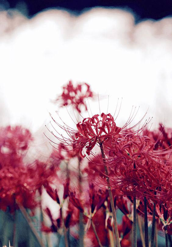 Ảnh hoa bỉ ngạn buồn 15