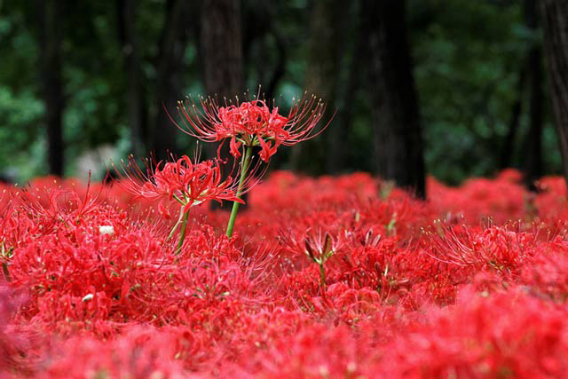 Ảnh hoa bỉ ngạn buồn 4