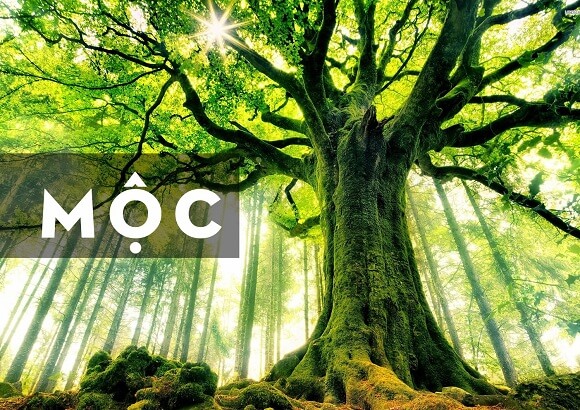 Người mệnh Mộc sinh vào những năm nào?