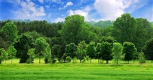 Mệnh Mộc hợp màu gì, kỵ màu gì? Bảng màu hợp mệnh Mộc