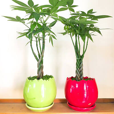 Cây kim ngân hợp mệnh gì?