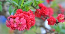 Đào Thất thốn là gì? Nguồn gốc đào Thất thốn tiến Vua