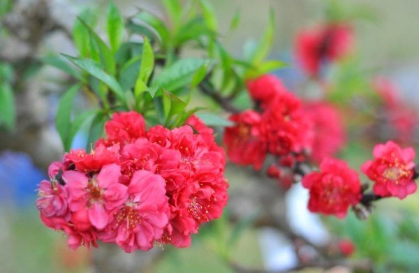 Nguồn gốc đào Thất thốn tiến Vua Nguồn gốc đào Thất thốn tiến Vua