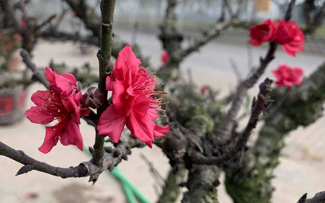 Đào Thất thốn đẹp Đào Thất thốn đẹp