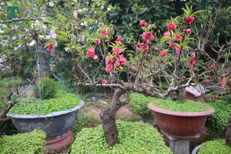 Hình ảnh đào Thất thốn Hình ảnh đào Thất thốn