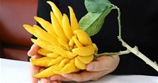 Mẹo chọn quả Phật thủ đẹp, phát tài lộc để cúng tổ tiên ngày Tết