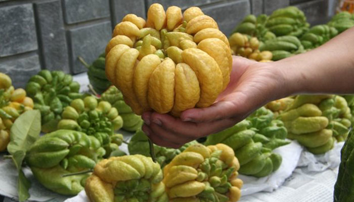 Quả Phật thủ đẹp Quả Phật thủ đẹp