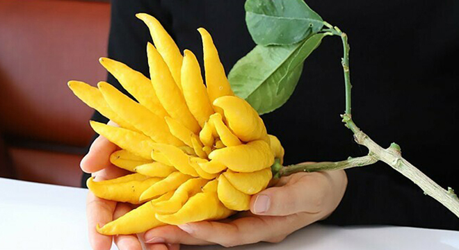 Cách chọn quả Phật thủ đẹp Cách chọn quả Phật thủ đẹp