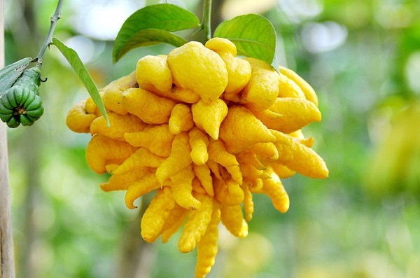 Phật thủ đẹp Phật thủ đẹp