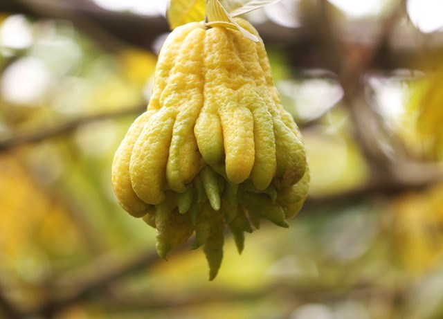 Hình ảnh trái Phật thủ đẹp Hình ảnh trái Phật thủ đẹp