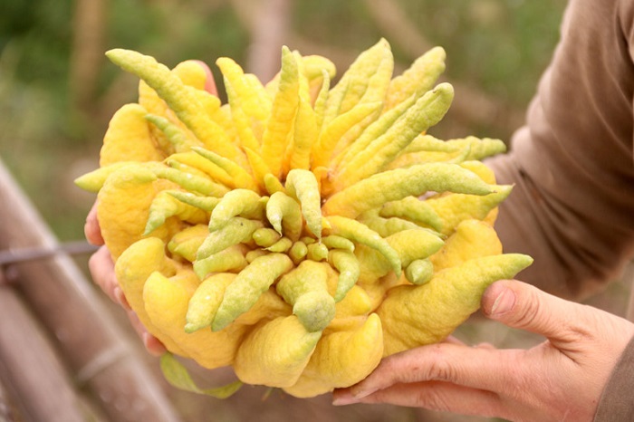 Quả phật thủ có ăn được không?