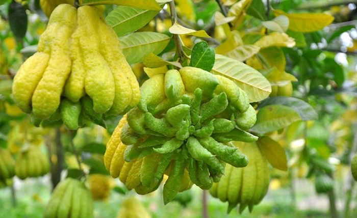 Quả phật thủ là gì? Trái phật thủ có ăn được không?