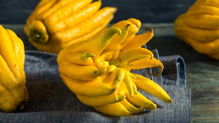 Quả phật thủ là gì?